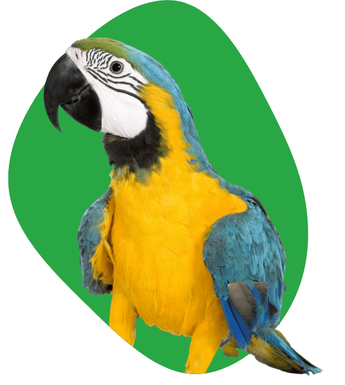 Papegaaienverzekering